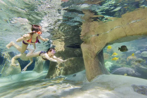 Center Parcs De Vossemeren foto 10