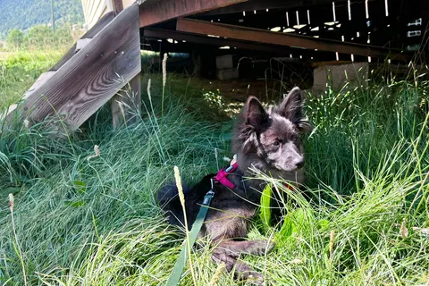 Camping La Pinatelle foto 27