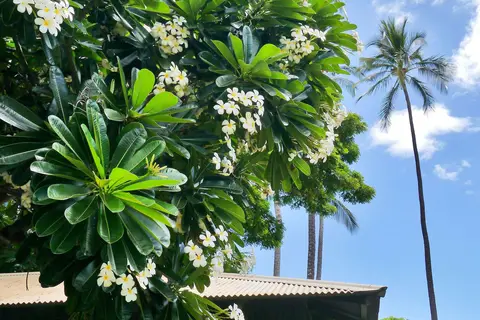 Waimea Plantation Cottages Kauai in Waimea — foto 9