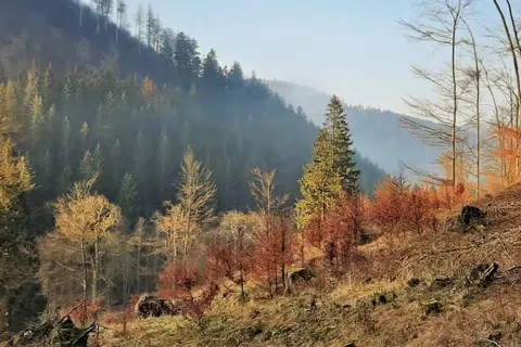 Harz Hotel Iris foto 30