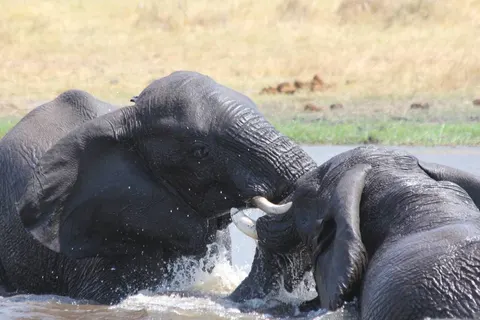 Fly In Luxury Safari Botswana foto 5