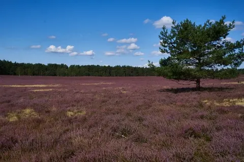 Ringhotel Forellenhof foto 37