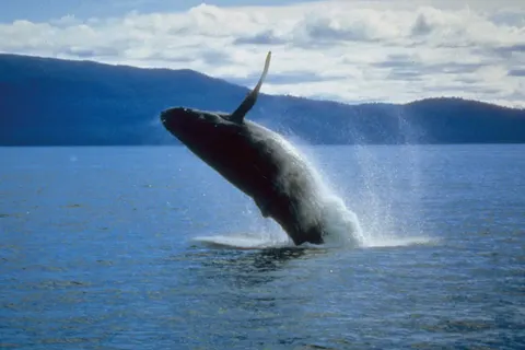 Rocky Mountain Rail Tour and the Inside Passage foto 24