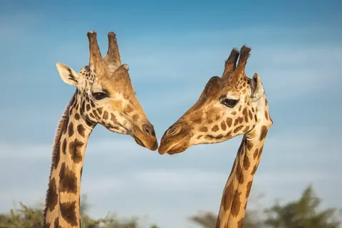 Geheime Schatten van Tanzania foto 1