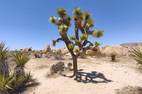 West-Amerika op het gemak foto 1