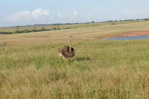 Hotel Rural Vila Gale Alentejo Vineyards foto 33