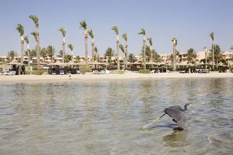 Elphistone Resort in Sea Secrets Divers — foto 11