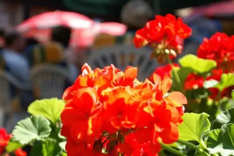 Hotel Buschhausen foto 9