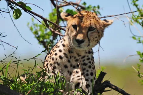 9 daagse safari Tsavo & Taita foto 2