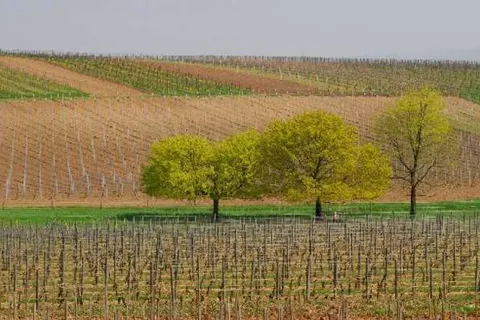 Landhotel Becker foto 18