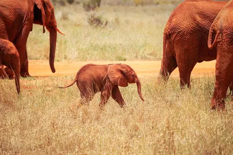 Startpakket Kenia Mombasa in Tononoka ward — foto 2