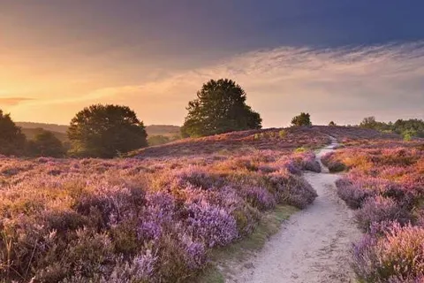 TopParken Bospark Ede foto 18