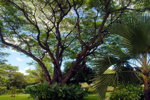 Anelia Resort & Spa in Flic en Flac VCA, foto 21