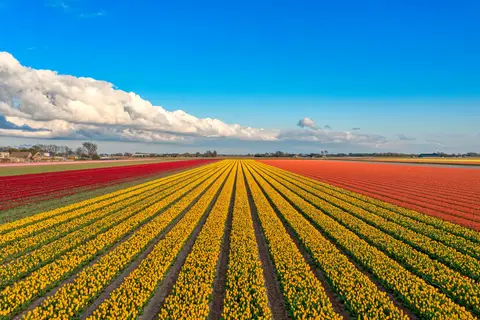Fietscruise voorjaarstour tulpen en Nederlands erfgoed met De Holland in Westerveld