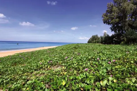Maikhao Palm Beach Resort in ศรีสุนทร — foto 30