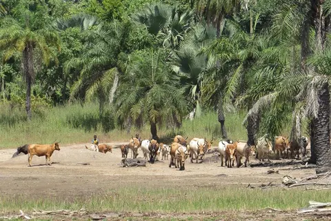 8 daagse combinatiereis Beleef het échte Gambia foto 1