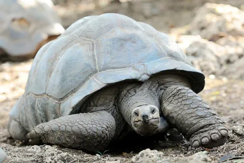 16 daagse safari Selous & Zanzibar deluxe foto 3