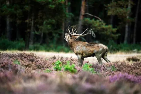 Heidepark Veluwschkarakter foto 15