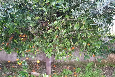 Zinovia in Δαράτσος — foto 2