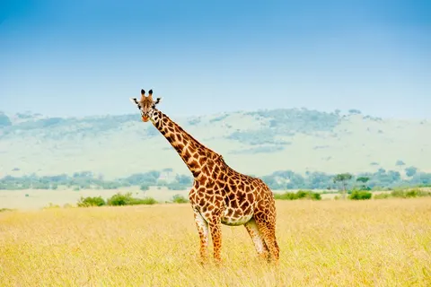 16 daagse safari Best of Kenya foto 5