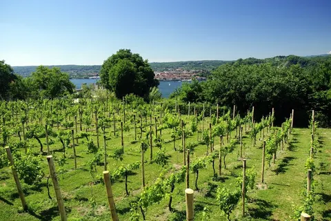 Camping Lido Verbano foto 11
