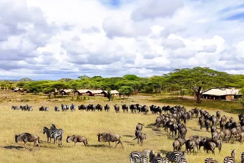 13 daagse safari Ritme van Serengeti & Zanzibar foto 2