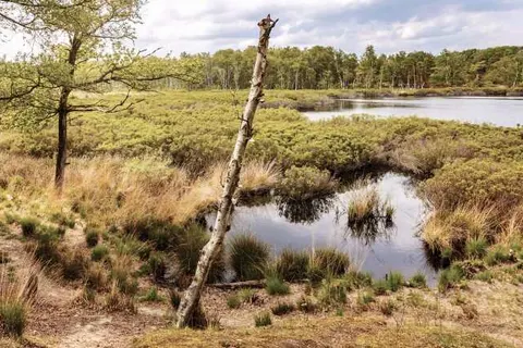 Park De Zeegser Duinen foto 5
