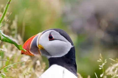 The Ultimate Iceland Experience foto 6