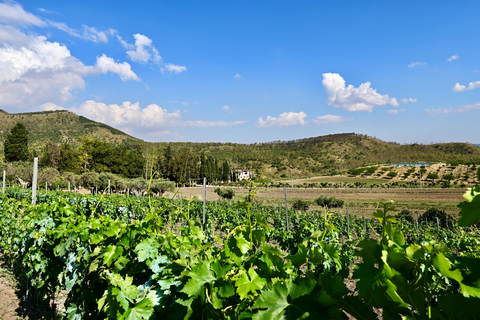 Azienda Vecchia Masseria foto 11