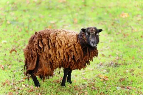 Hotel Restaurant Het Ros van Twente foto 28