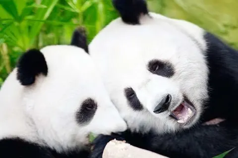 Vakantiepark de Bonte Vlucht foto 15