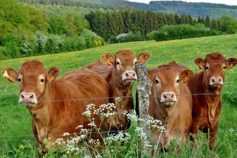 Country Camp Echternacherbruck foto 9