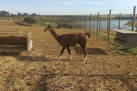 Hotel Rural Vila Gale Alentejo Vineyards foto 9