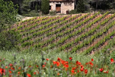 Camping De L Olivigne foto 17