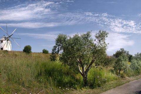 Olival de Sao Filipe foto 7