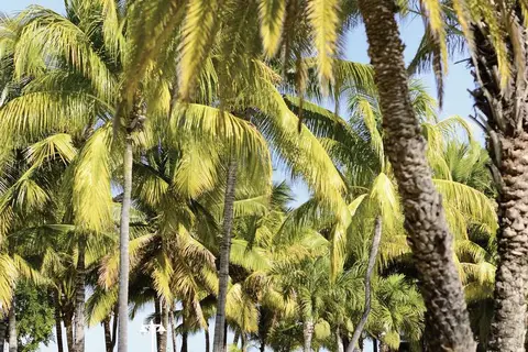 The Ravenala Attitude in Turtle Bay — foto 13