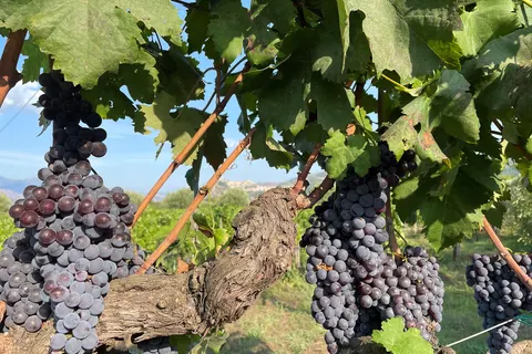 Tenuta Madonnina in Castiglione di Sicilia — foto 27