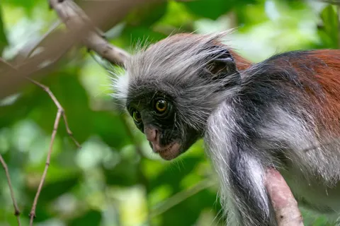 Geheime Schatten van Tanzania foto 5