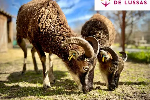 Camping Ludo foto 20