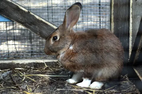 Bel Air Village Le Brabois foto 8