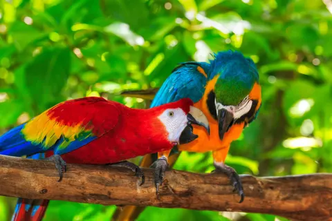 Costa Rica op het gemak in Costa Rica — foto 2