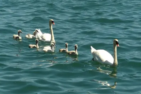 Seehotel Pilatus in Hergiswil — foto 24