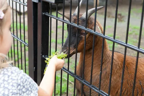 Vakantiepark De Wije Werelt foto 32