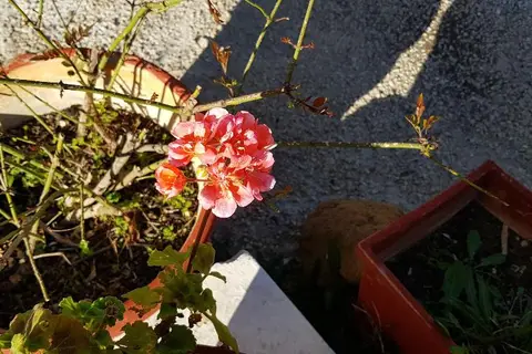 Zinovia in Δαράτσος — foto 11