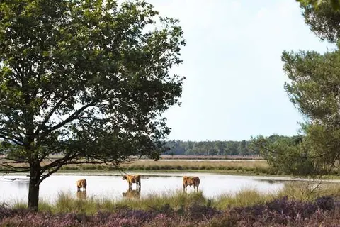 Fietsvakantie De Groote Peel foto 3