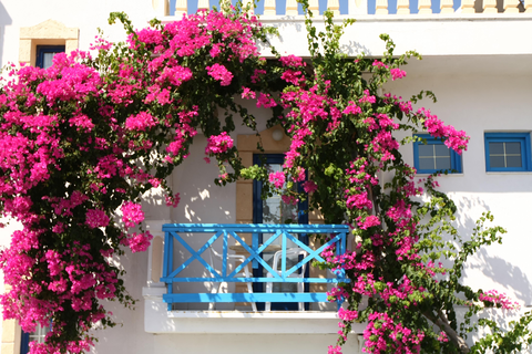 Appartementen Pallada & Athena foto 8