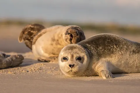 Denemarken en Zweden in Denemarken en Zweden — foto 9