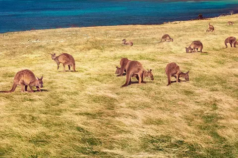 Experience the Less Discovered Parks of Australia in Adelaide — foto 2