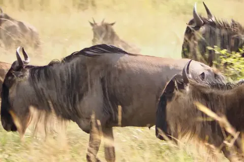 A Wildlife Adventure in Tanzania and Zanzibar foto 6