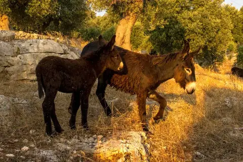 Masseria Corte Degli Asini in Fasano, foto 12